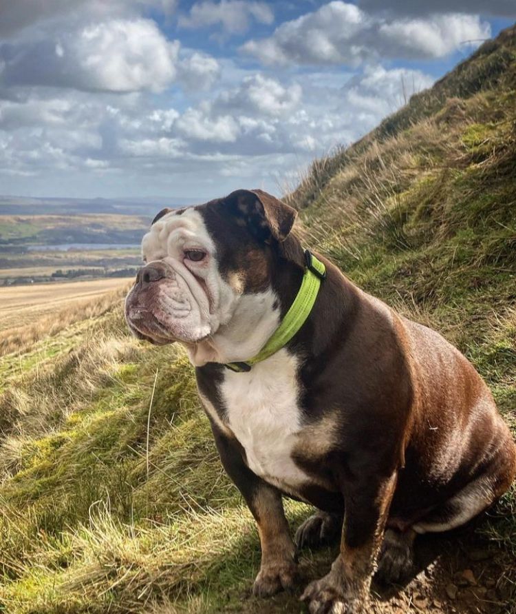 Dog on hill