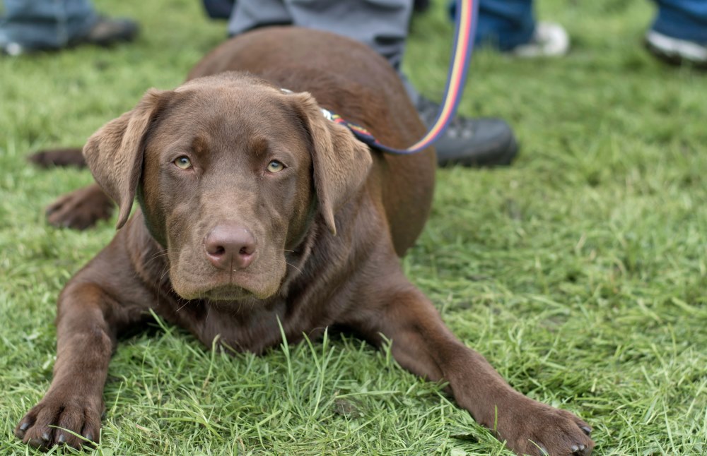 Brown labrador